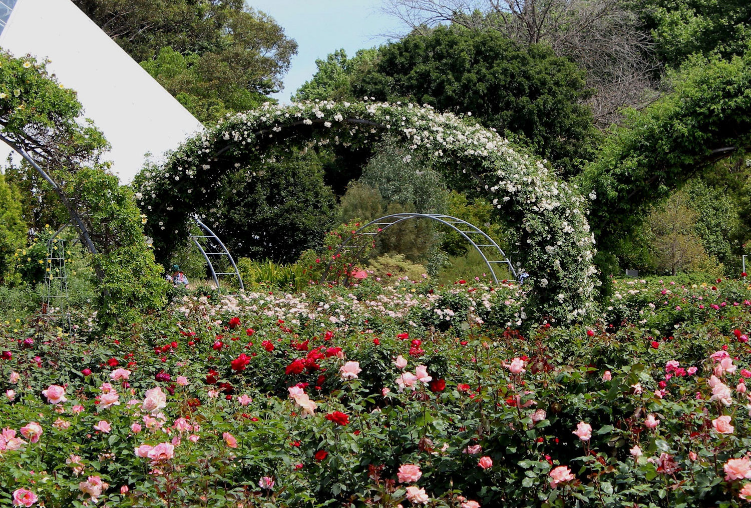 The Rose Society of South Australia Inc