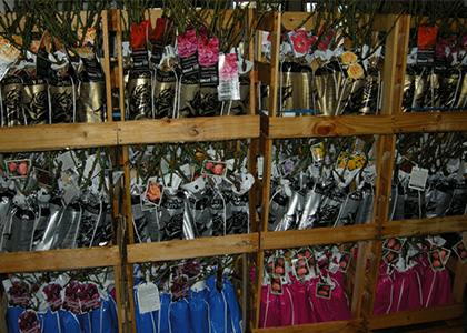Bare root roses for sale