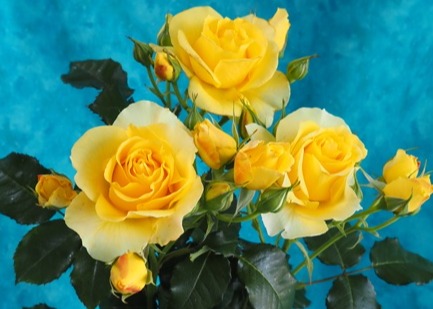 /Cut Grand Champion exhibited by Gavin Woods