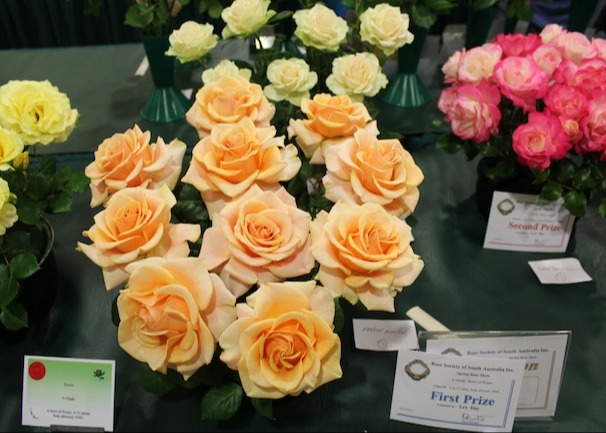 /Rose Show