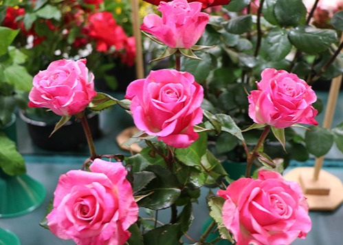 Rose Show Exhibit