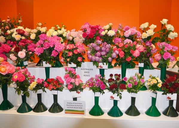 Australian Bred Roses