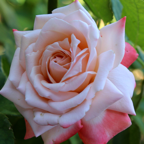 April Hamer: photo by Melanie Trimper