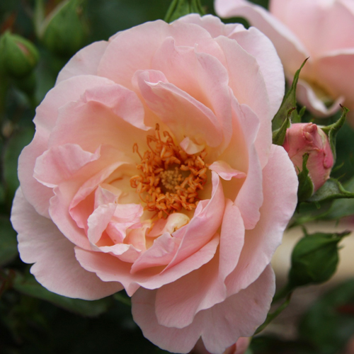Lacy Parasol: photo by Mary Frick
