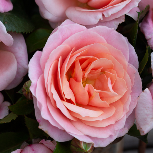 Miss Unique photo by Richard Walsh