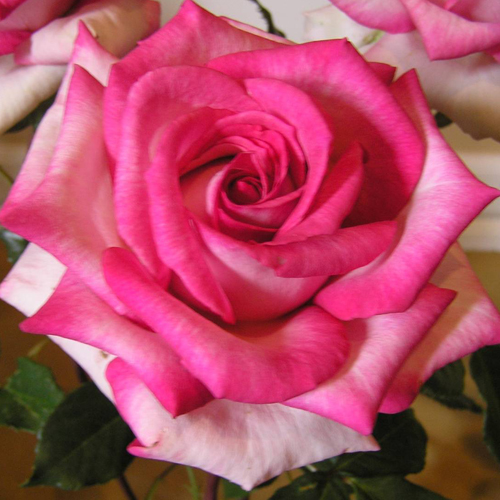 Our Rosamond: photo by Brenda Burton