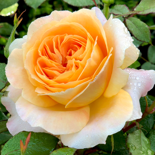 My Yellow: photo by Treloar Roses