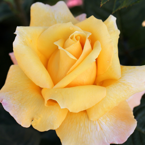 Our Golden Son: photo by Treloar Roses