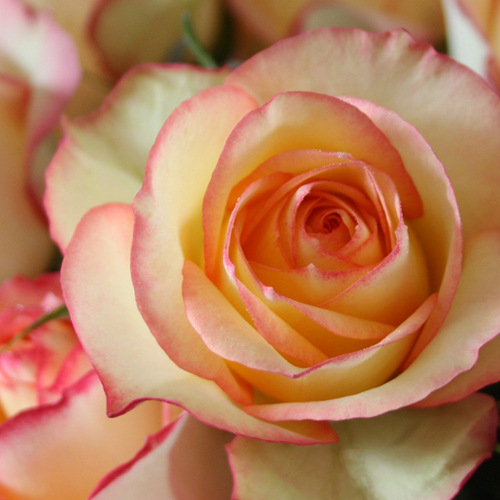 Queensland Gold: photo by Swane's Nurseries