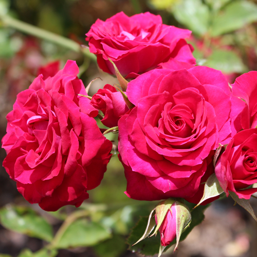 Red Gem: photo by Melanie Trimper