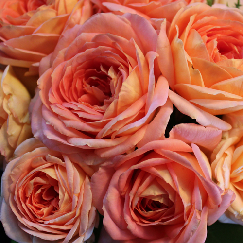 That's Life: photo by Melanie Trimper