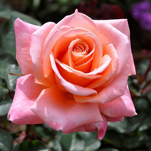 Samantha's Dream photo by Richard Walsh