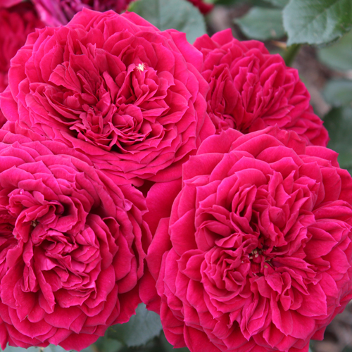 Roses on Eyre