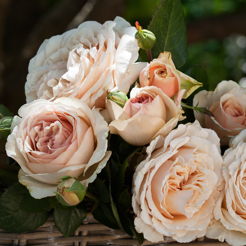 South East Roses