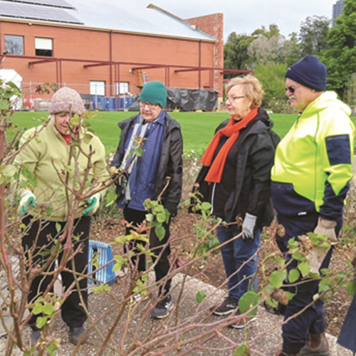 Rose Pruning Demonstration