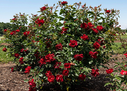 /Gold Medal Winner Meitraligh 1