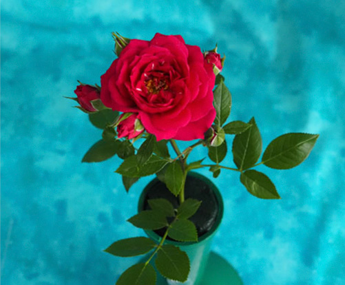 A Grade Miniflora Valerie Jean by P&B Burton