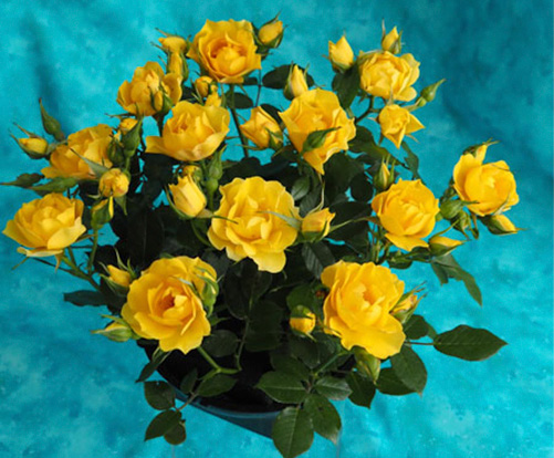 A Grade Champion Bowl of Roses - Golden Gardens by G Woods