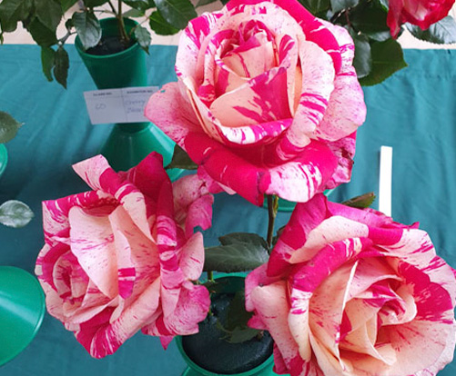 Best B Grade Raspberry Tiger by David Sonntag