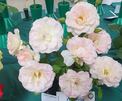 B Grade Champion Bowl Seduction by Les Johnson