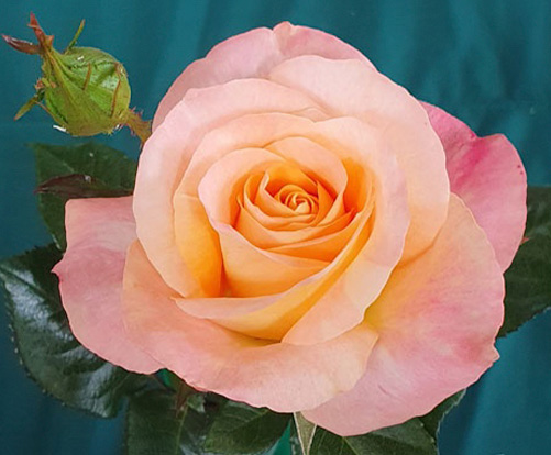 My Best Rose 1st - Daydream by Margaret