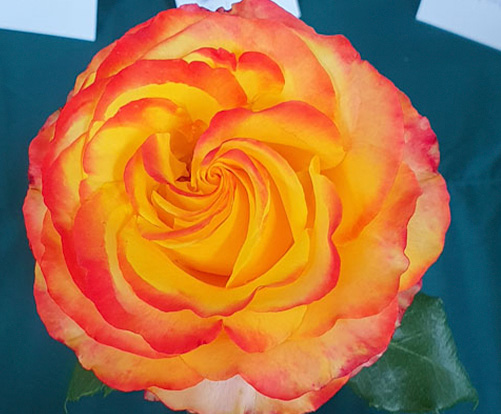 My Best Rose 2nd - Tequila Sunrise by John Stoiber