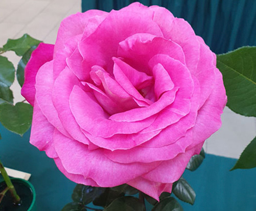 A Grade Champion Fully Open - Baronne - de - Rothschild by P & B Burton