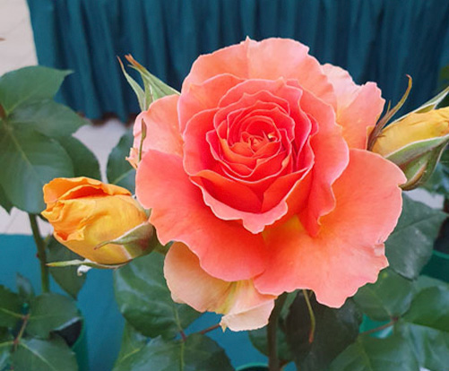 A Grade Champion Floribunda - Brass Band by P& B Burton