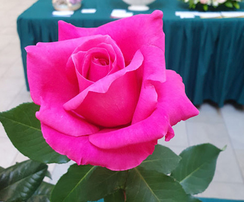 A Grade Champion Decorative - Peter Frankenfeld by P&B Burton