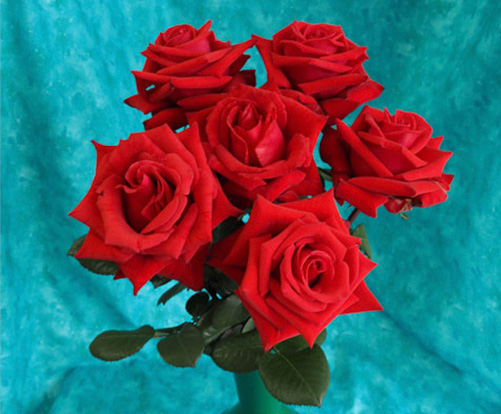 A Grade Champion Bunch of Roses - Kardinal by P&B Burton