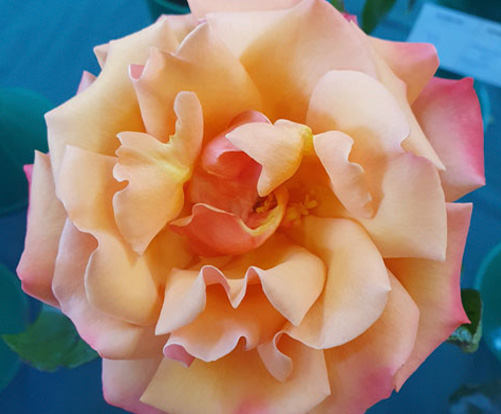 B Grade Champion Fully Open - Tuscan Sun by J&D Bradshaw