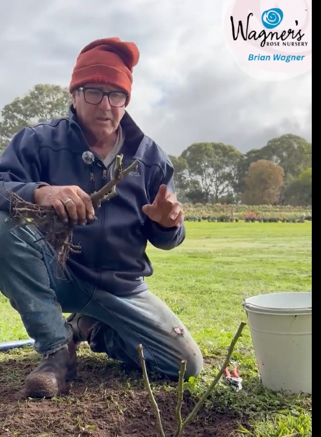 Planting a bare root rose with Brian Wagner